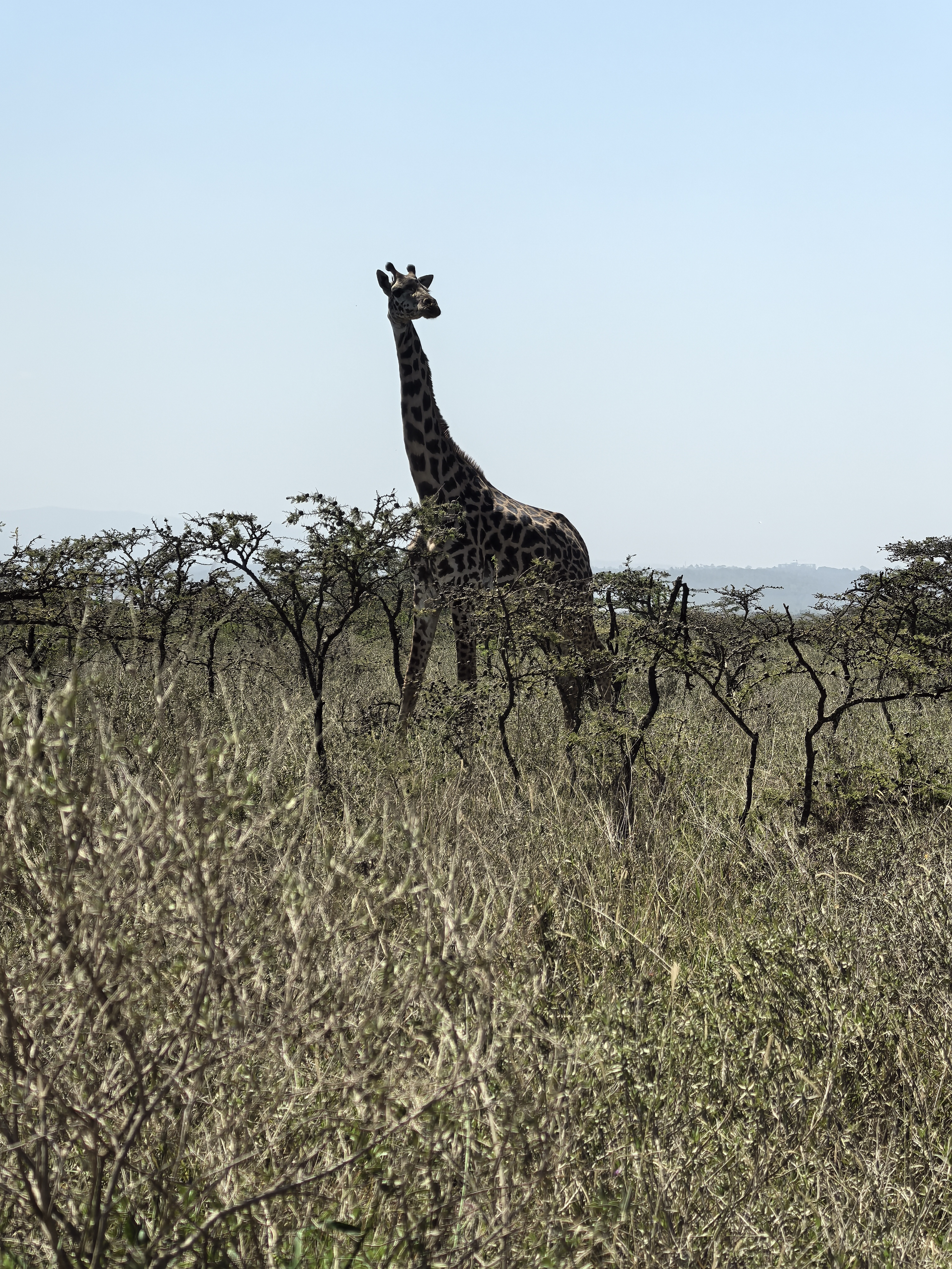 Tanzania safari - 10