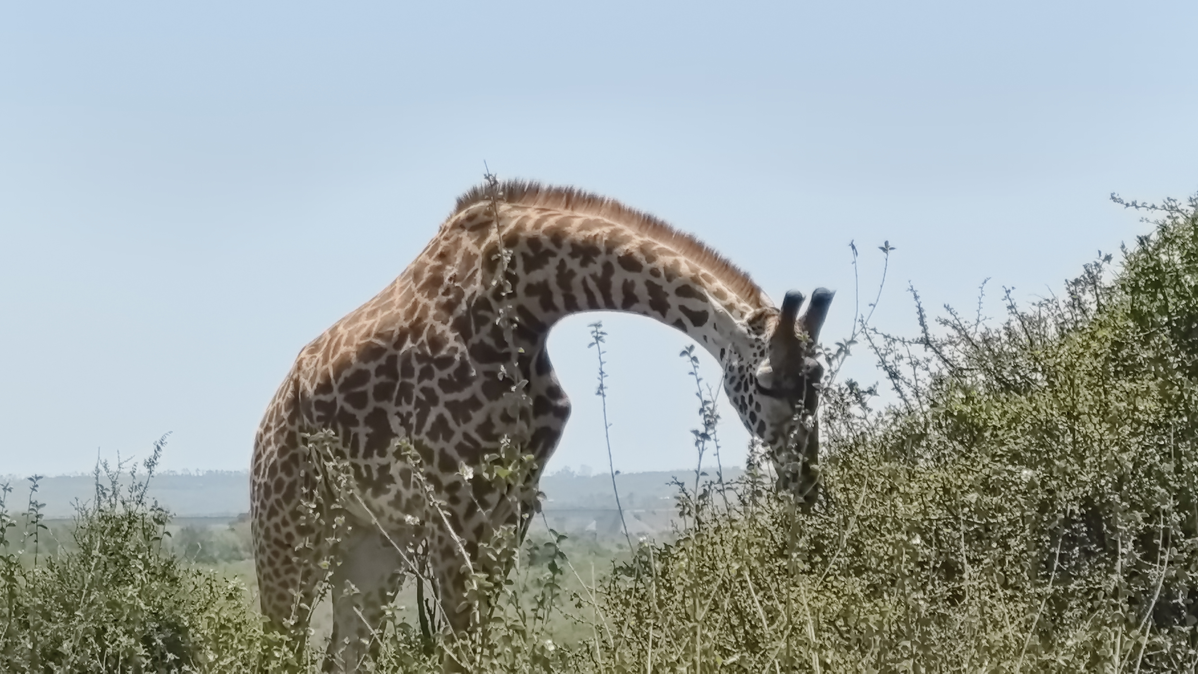 Tanzania safari - 11