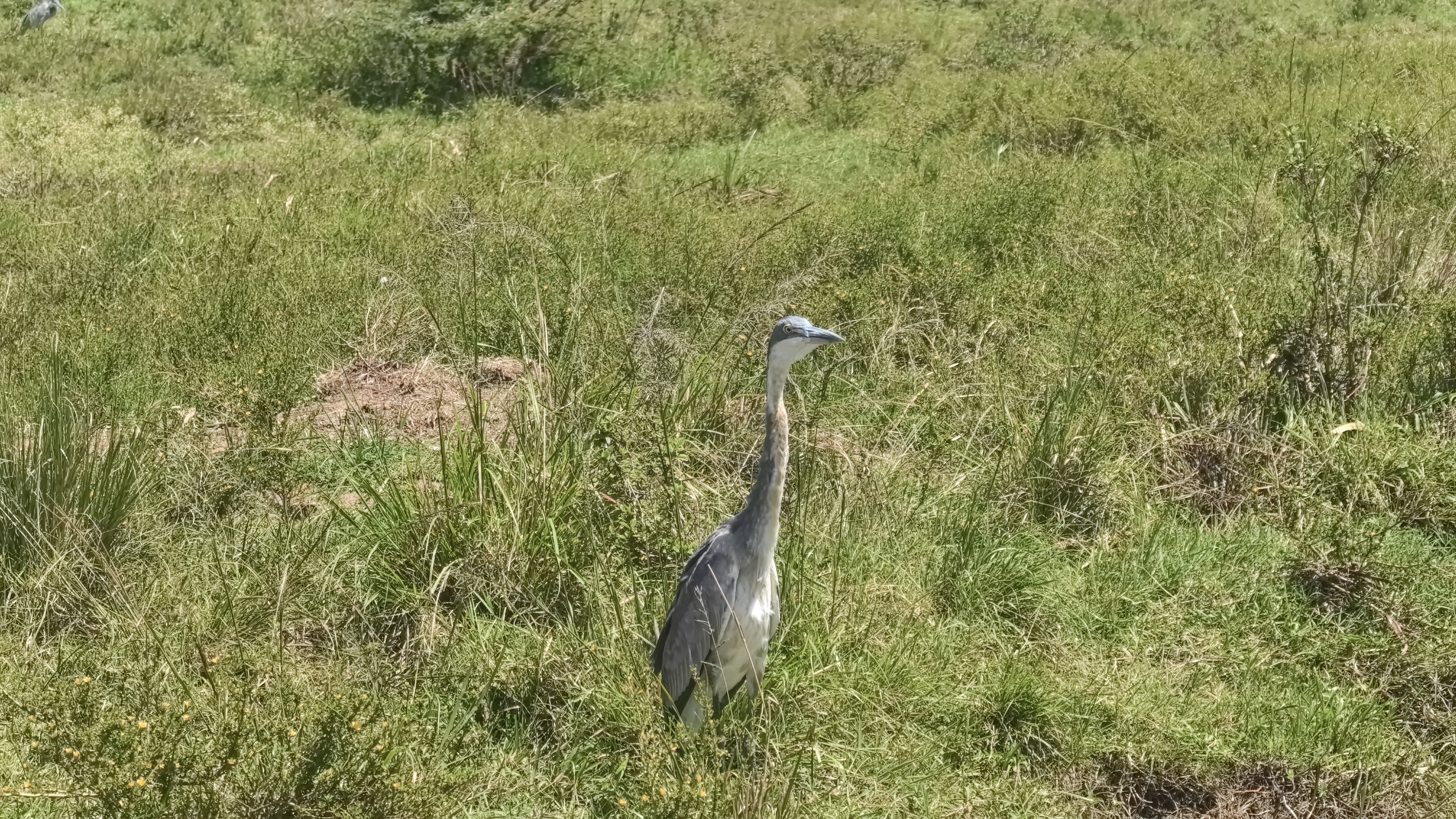 Tanzania safari - 12